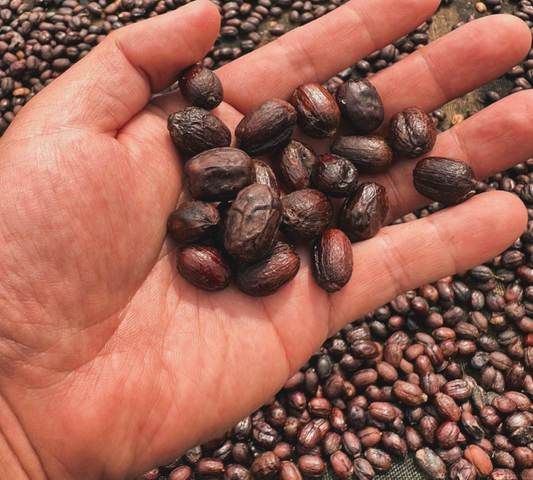 Procesos experimentales_specialty_coffee